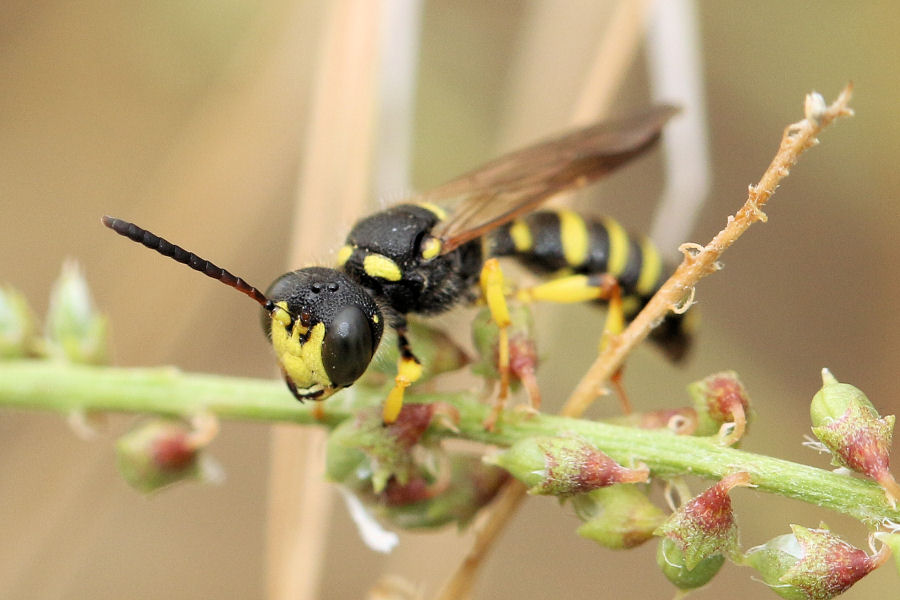 Crabronidae: Cerceris sp.?  S, Cerceris arenaria, maschio