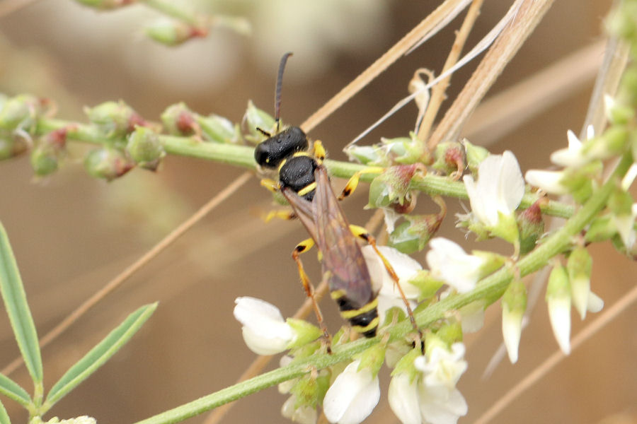 Crabronidae: Cerceris sp.?  S, Cerceris arenaria, maschio