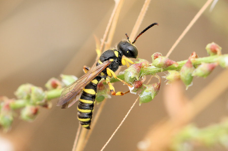 Crabronidae: Cerceris sp.?  S, Cerceris arenaria, maschio