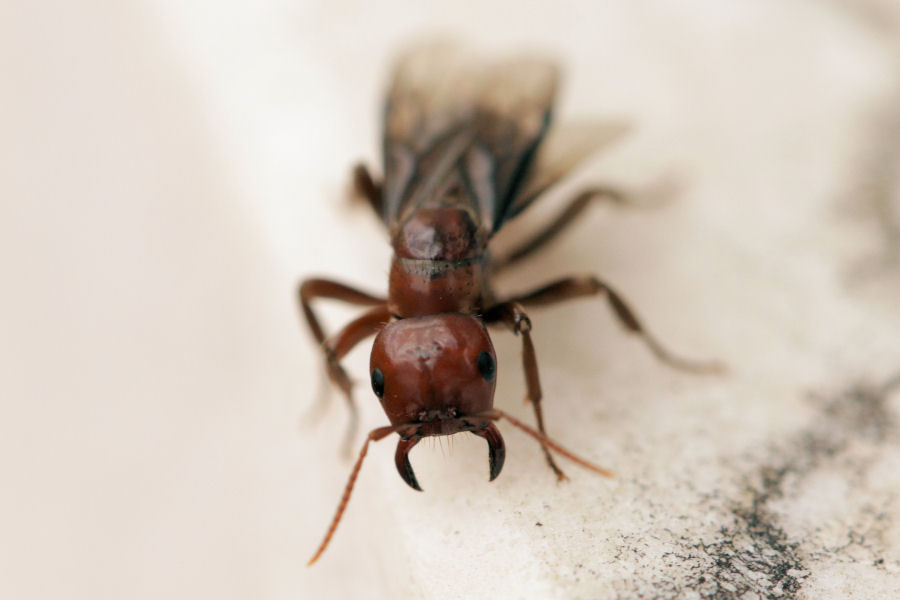 Formicidae: regina da id.: cfr. Polyergus rufescens