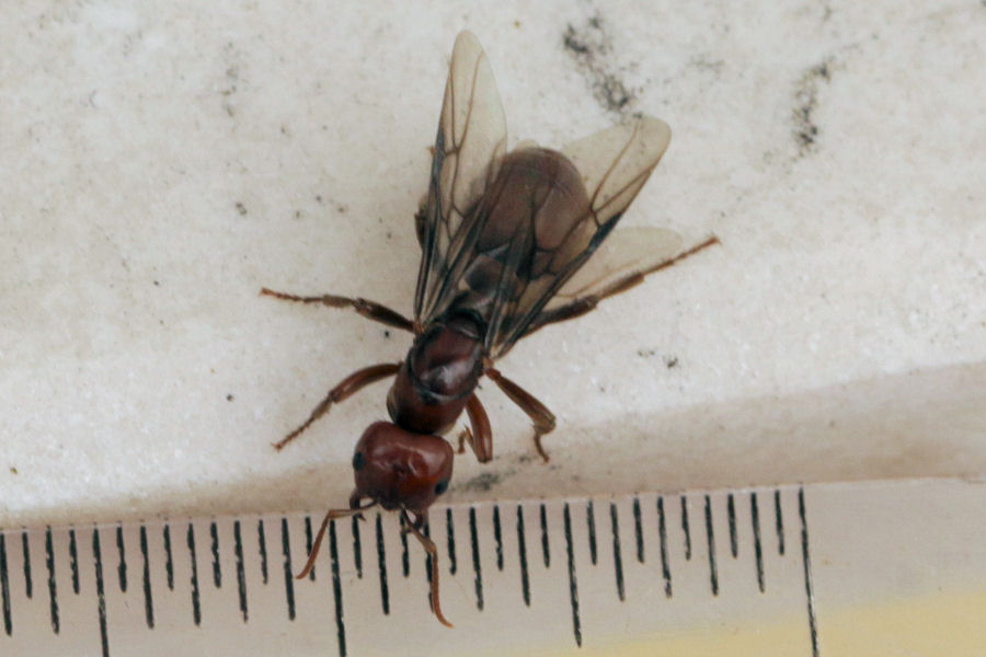 Formicidae: regina da id.: cfr. Polyergus rufescens