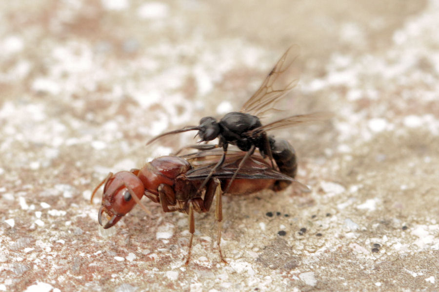 Formicidae: regina da id.: cfr. Polyergus rufescens