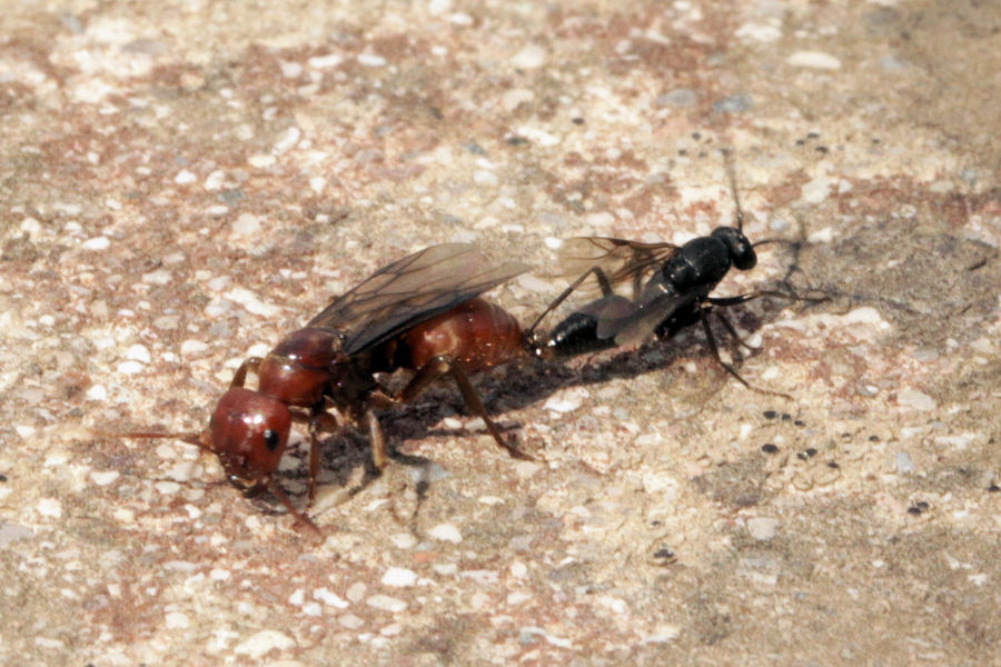 Formicidae: regina da id.: cfr. Polyergus rufescens