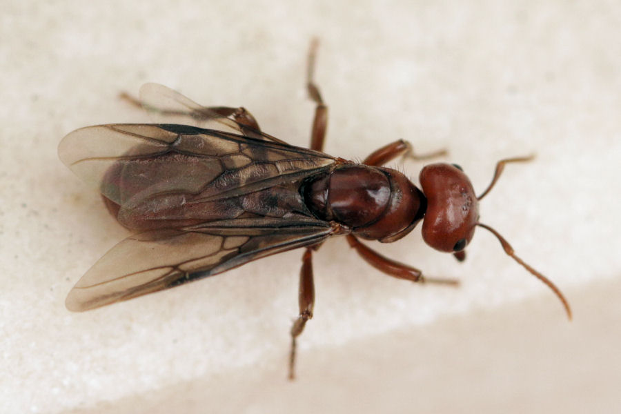 Formicidae: regina da id.: cfr. Polyergus rufescens