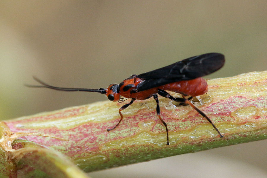 Braconidae da identificare ...