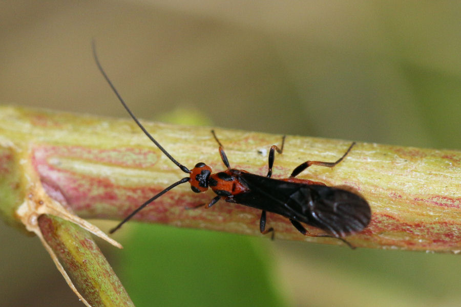 Braconidae da identificare ...