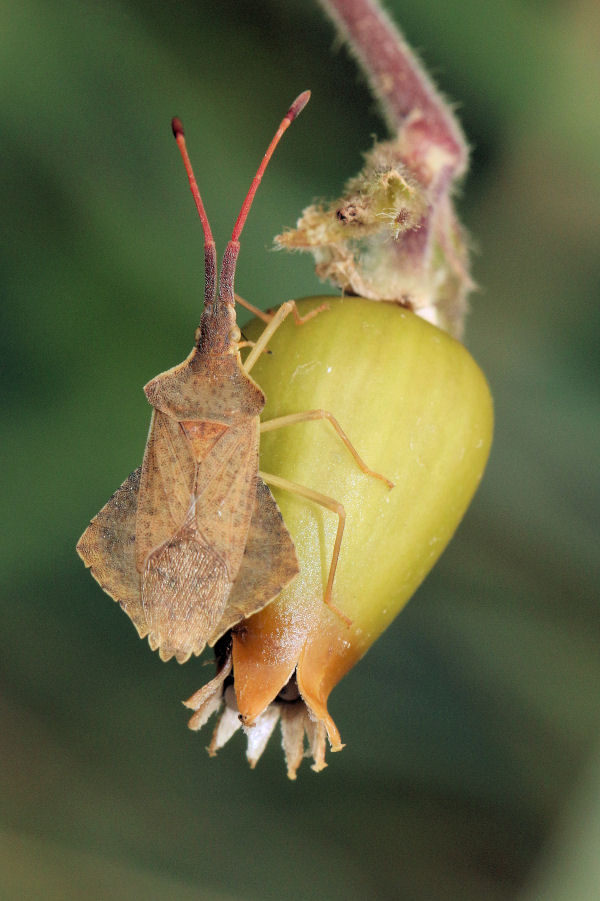 Coreidae: Syromastus rhombeus (adulto e ninfa)