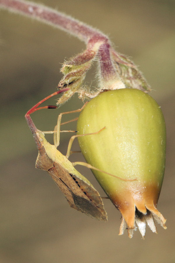 Coreidae: Syromastus rhombeus (adulto e ninfa)