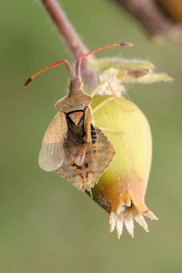 Coreidae: Syromastus rhombeus (adulto e ninfa)