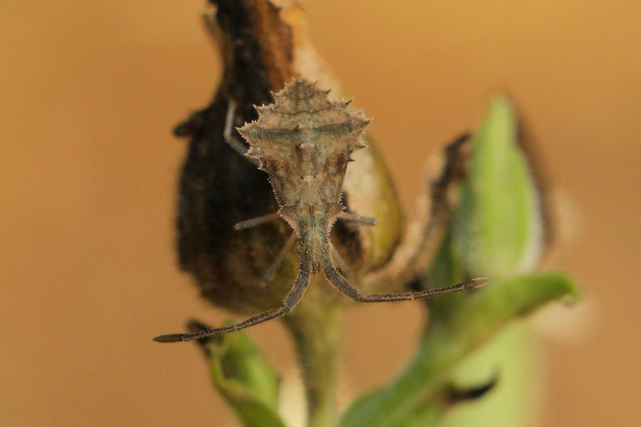 Coreidae: Syromastus rhombeus (adulto e ninfa)