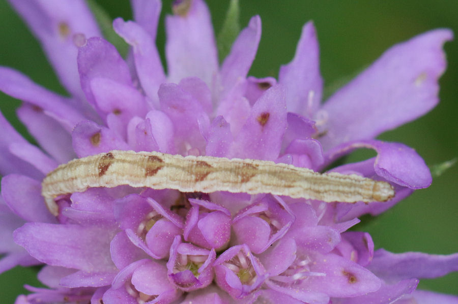 Bruco da id.: Eupithecia sp., Geometride