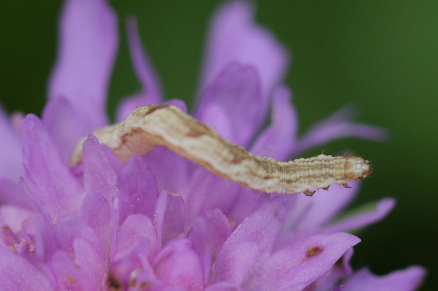 Bruco da id.: Eupithecia sp., Geometride