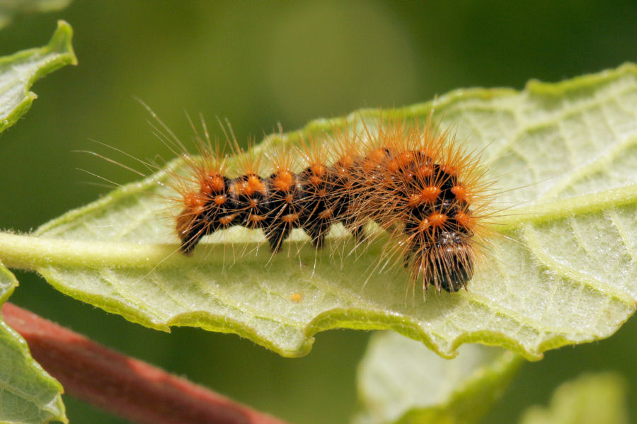 Bruco da id.: Acronicta auricoma? - S!