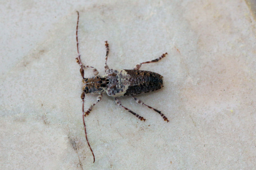 Cerambycidae: Pogonocherus hispidulus?  No, Pogonocherus perroudi