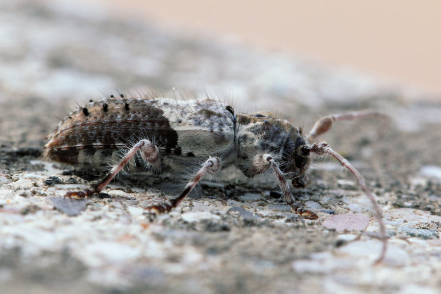 Cerambycidae: Pogonocherus hispidulus?  No, Pogonocherus perroudi