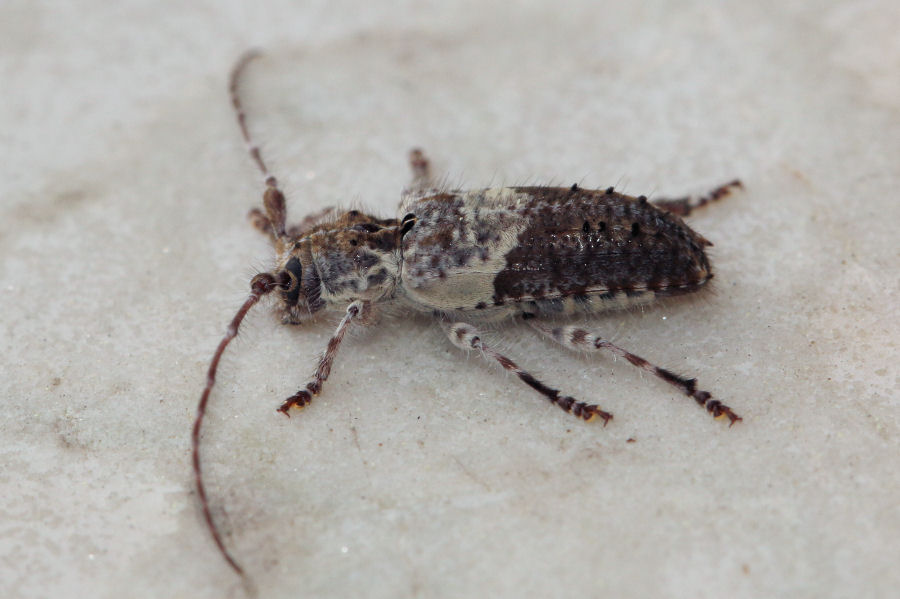 Cerambycidae: Pogonocherus hispidulus?  No, Pogonocherus perroudi