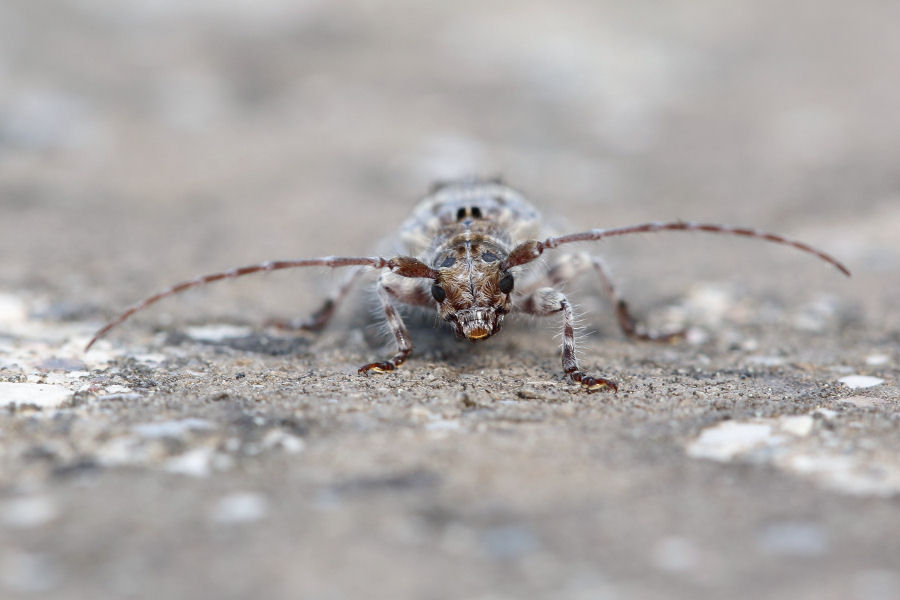 Cerambycidae: Pogonocherus hispidulus?  No, Pogonocherus perroudi