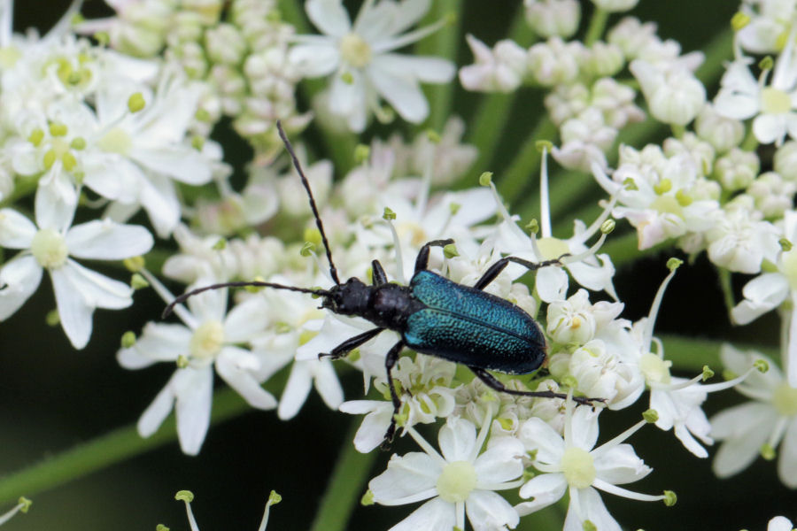 Cerambycidae: Gaurotes (Carilia) virginea ?  S !