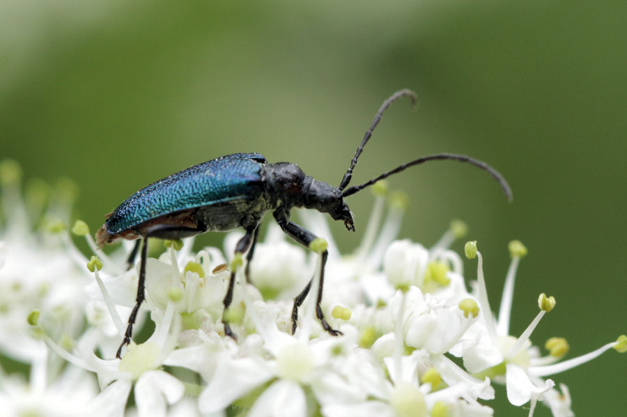 Cerambycidae: Gaurotes (Carilia) virginea ?  S !