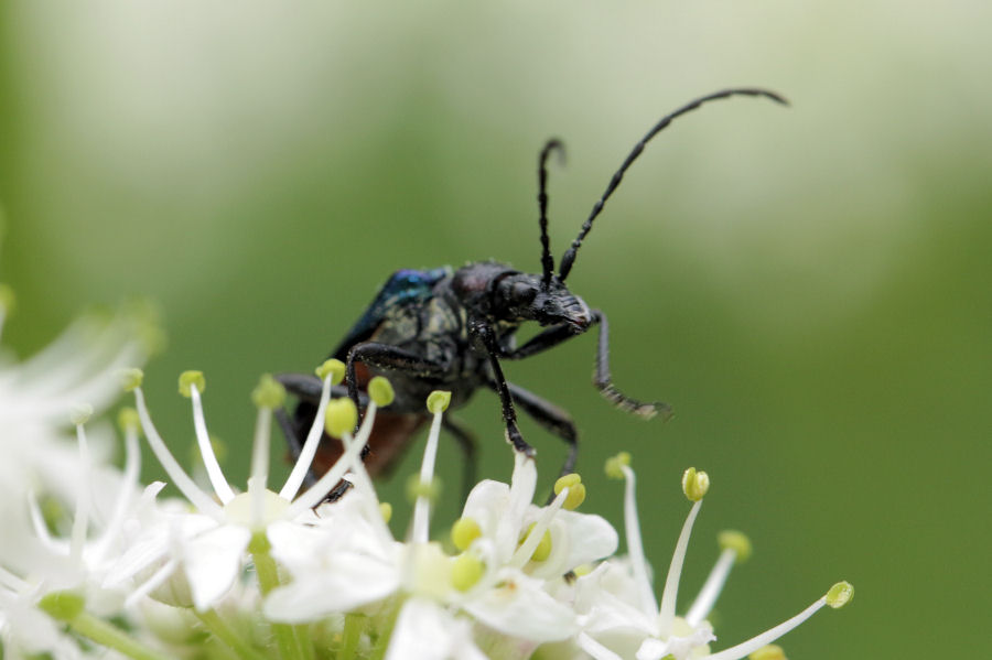 Cerambycidae: Gaurotes (Carilia) virginea ?  S !