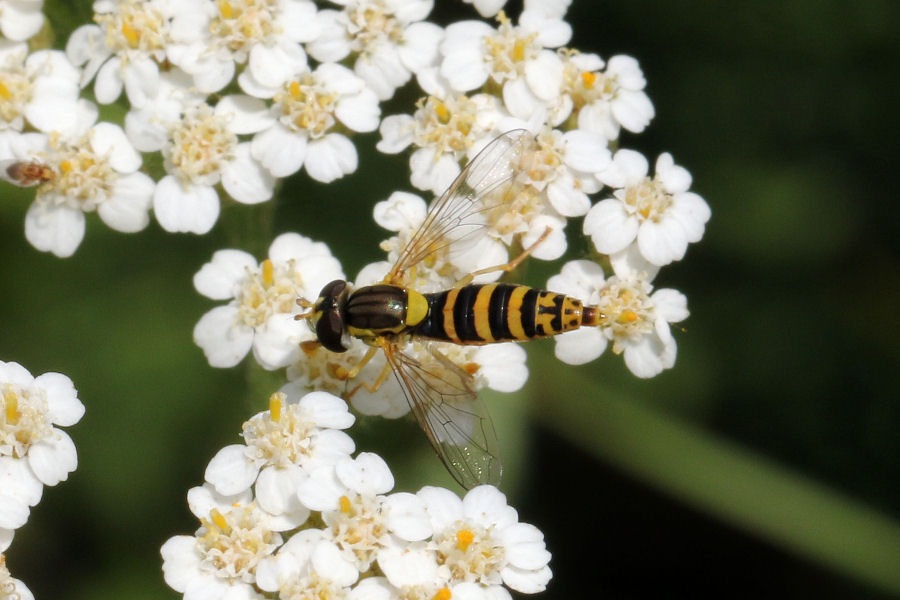 Syrphidae: Sphaerophoria sp., femmina