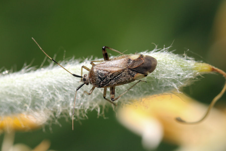 Miridae: Closterotomus cinctipes ?  No, Closterotomus annulus