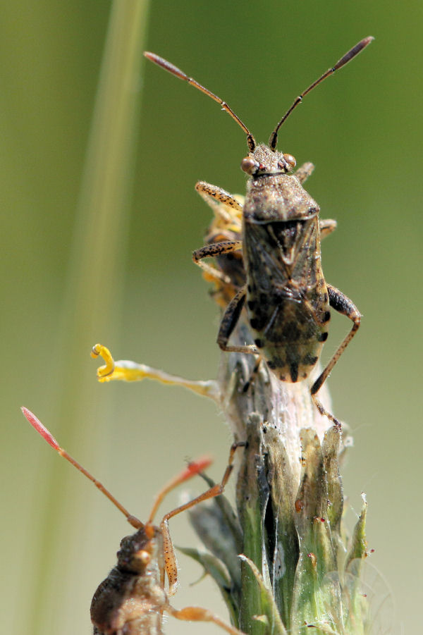 Rhopalidae: Stictopleurus a confronto