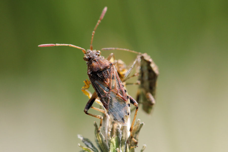 Rhopalidae: Stictopleurus a confronto