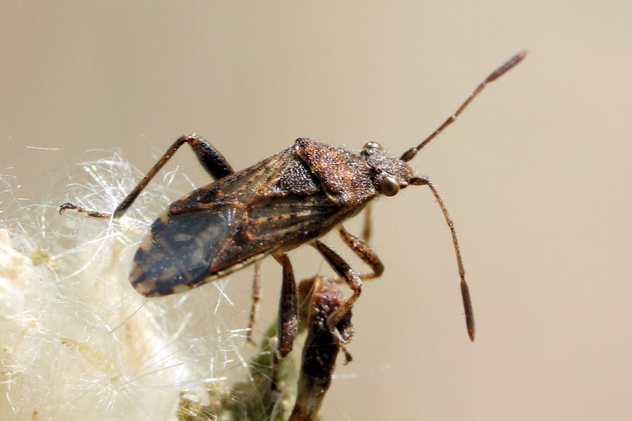 Rhopalidae: Stictopleurus a confronto