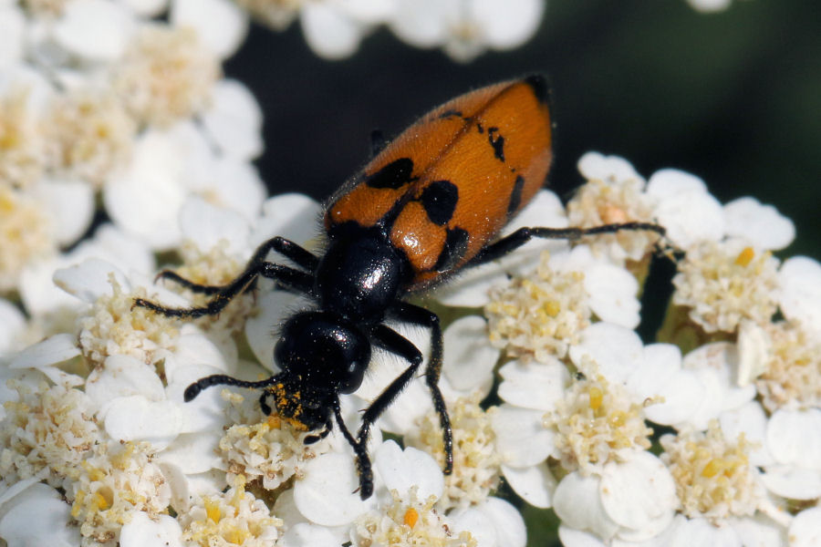 Mylabris sp. (Meloidae)? S !