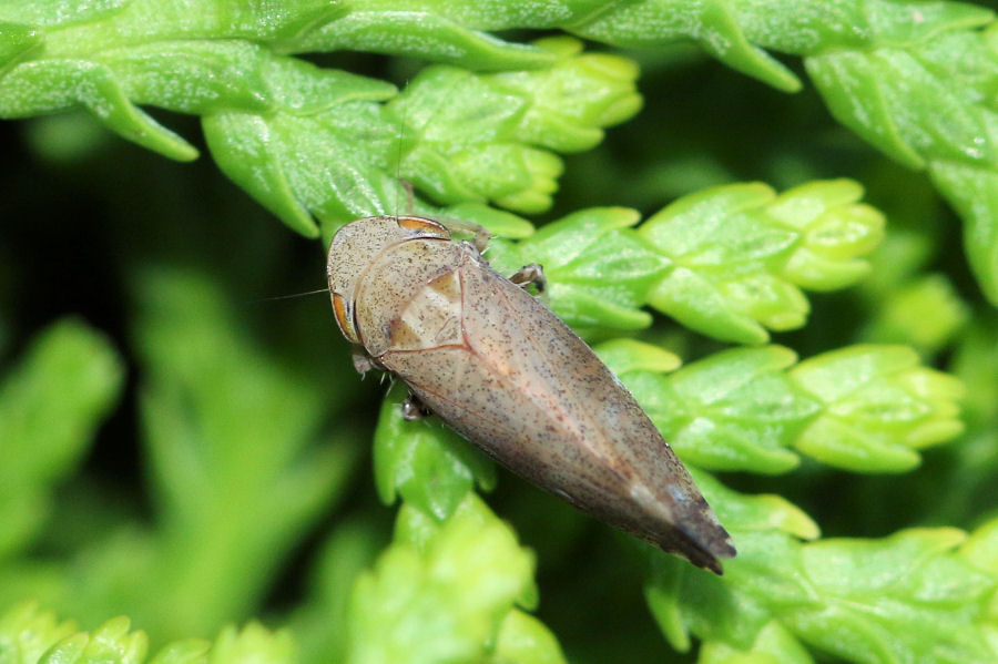 Cicadellidae: Fieberiella florii ? S !