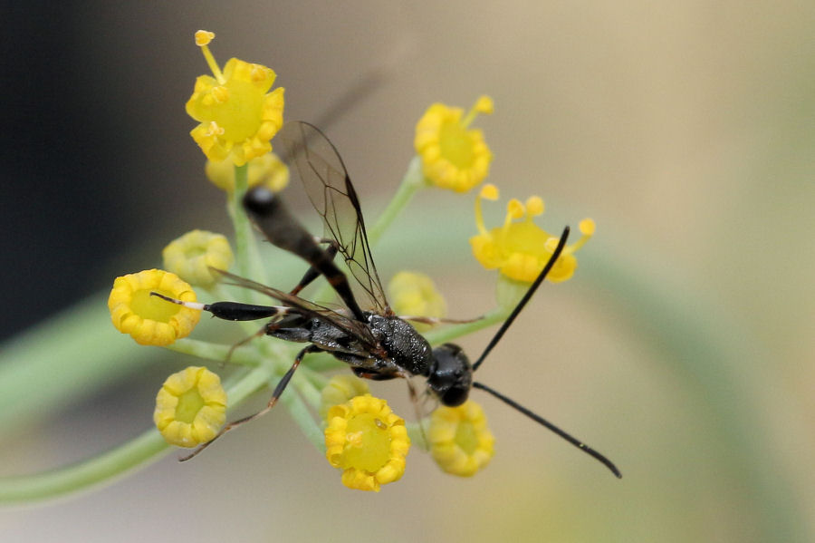 Gasteruption sp. (Gasteruptiidae)