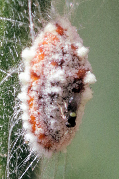 Parassiti di  Icerya purchasi? No, neanidi di  Icerya purchasi (Margarodidae)