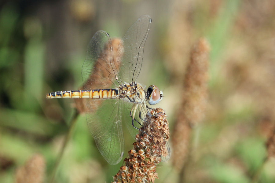 Femmina di Selysiothemis nigra? S