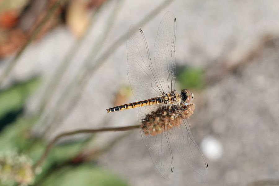Femmina di Selysiothemis nigra? S