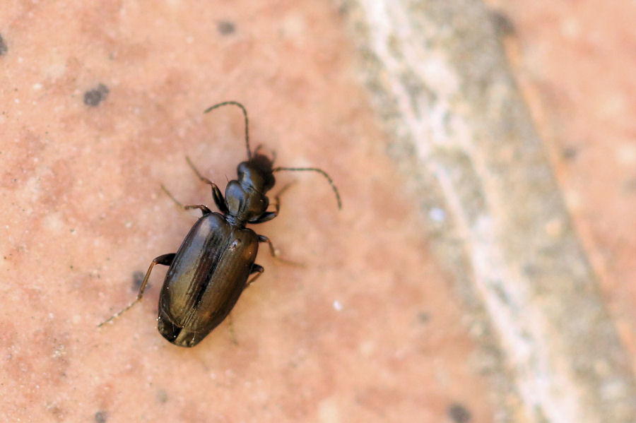 Piccolo Carabidae: Syntomus obscuroguttatus