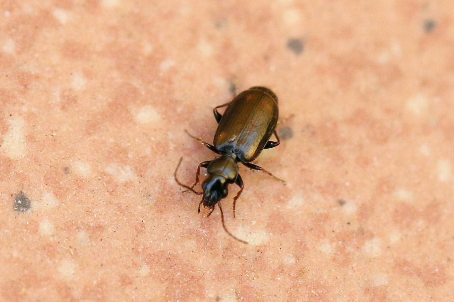 Piccolo Carabidae: Syntomus obscuroguttatus