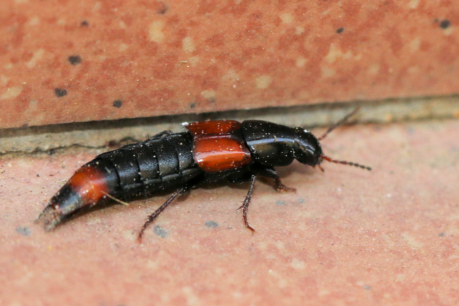 Staphylinidae: Astrapaeus ulmi ?