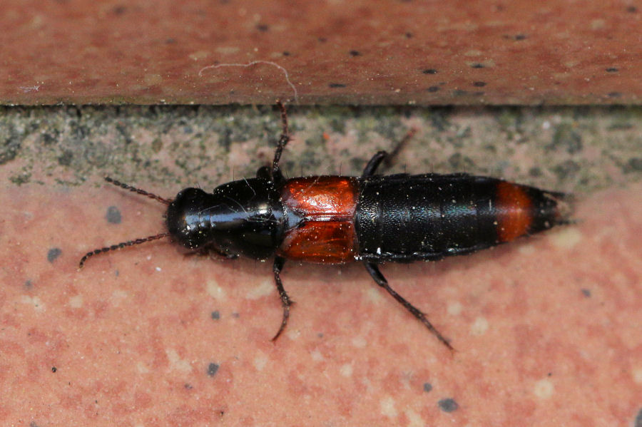 Staphylinidae: Astrapaeus ulmi ?