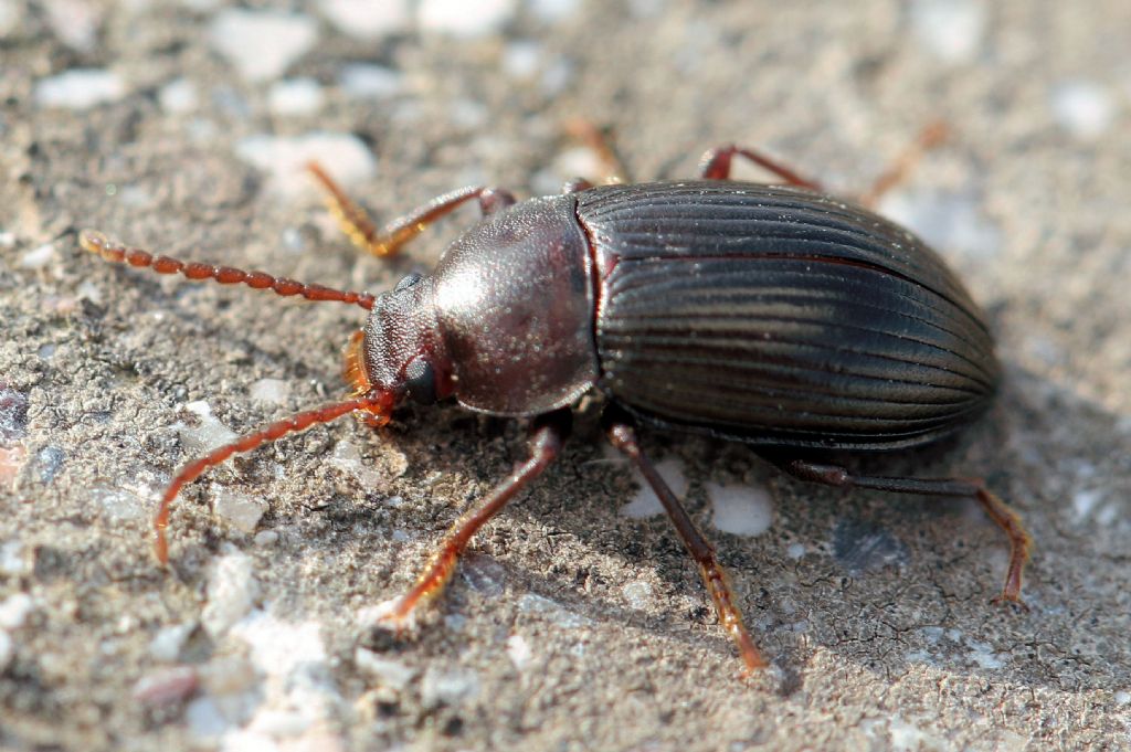 Tenebrionidae: maschio di Nalassus dryadophilus