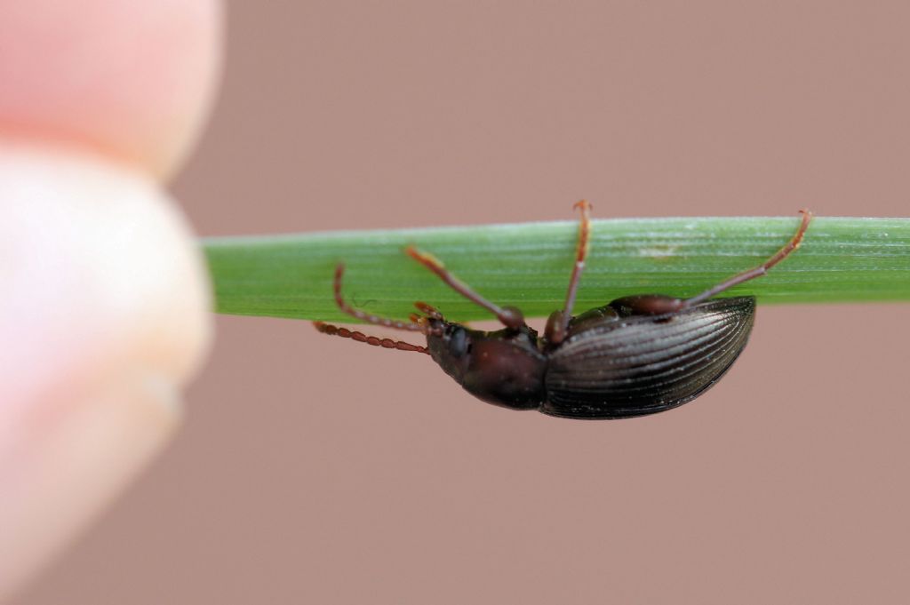 Tenebrionidae: maschio di Nalassus dryadophilus