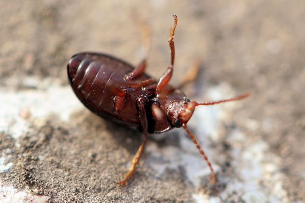 Tenebrionidae: maschio di Nalassus dryadophilus