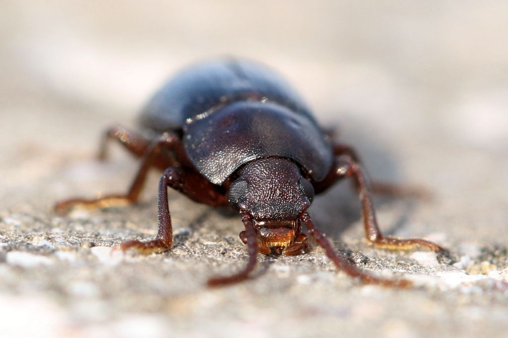 Tenebrionidae: maschio di Nalassus dryadophilus