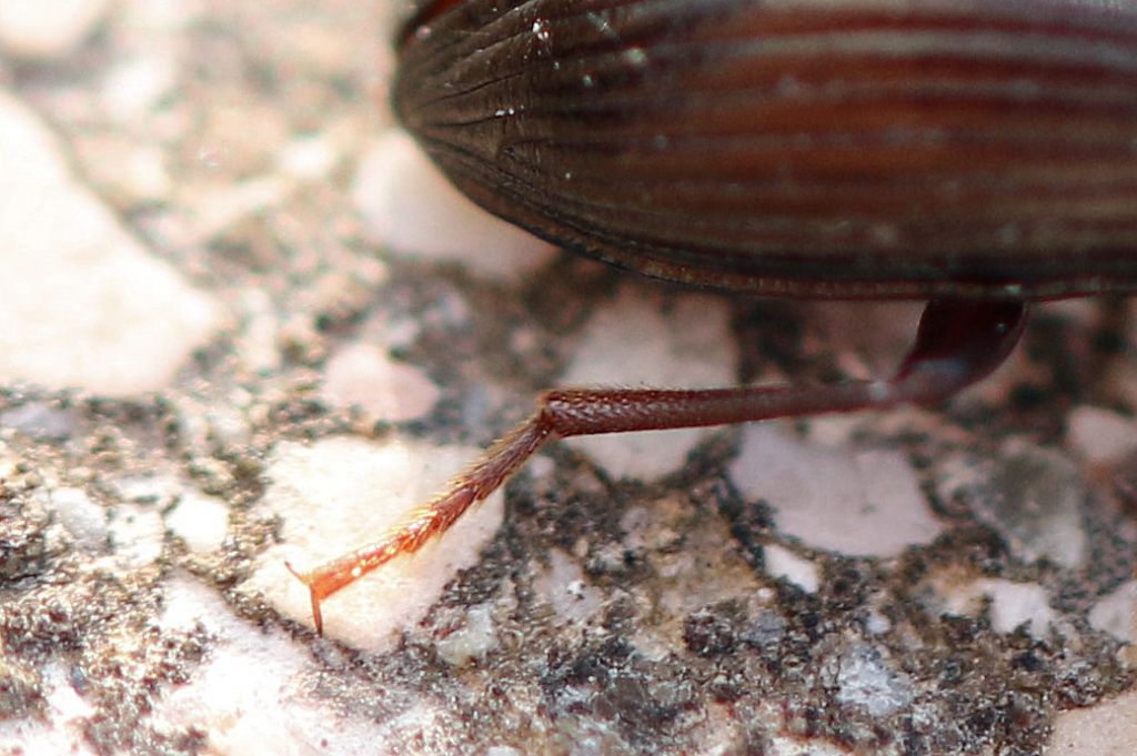 Tenebrionidae: maschio di Nalassus dryadophilus