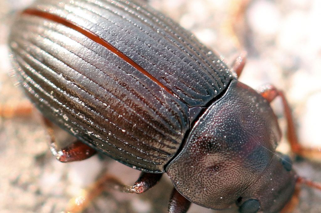 Tenebrionidae: maschio di Nalassus dryadophilus