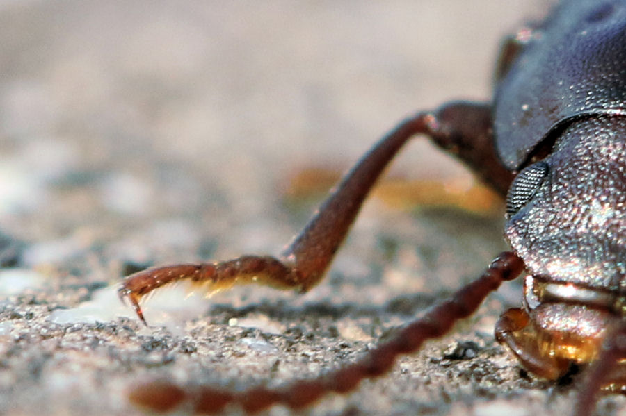 Tenebrionidae: maschio di Nalassus dryadophilus