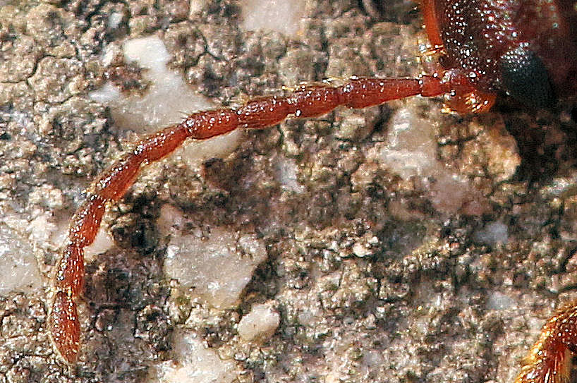 Tenebrionidae: maschio di Nalassus dryadophilus