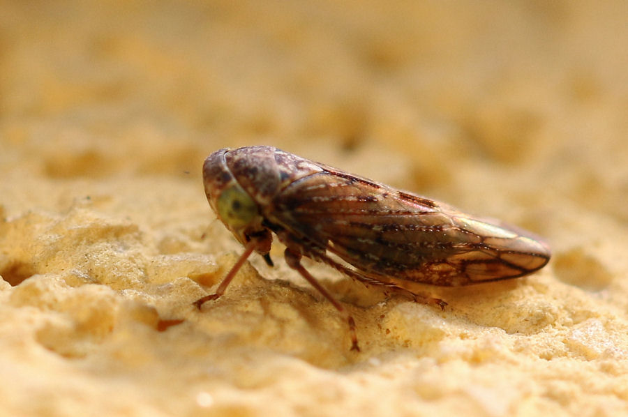 Cicadellidae Idiocerinae da id.