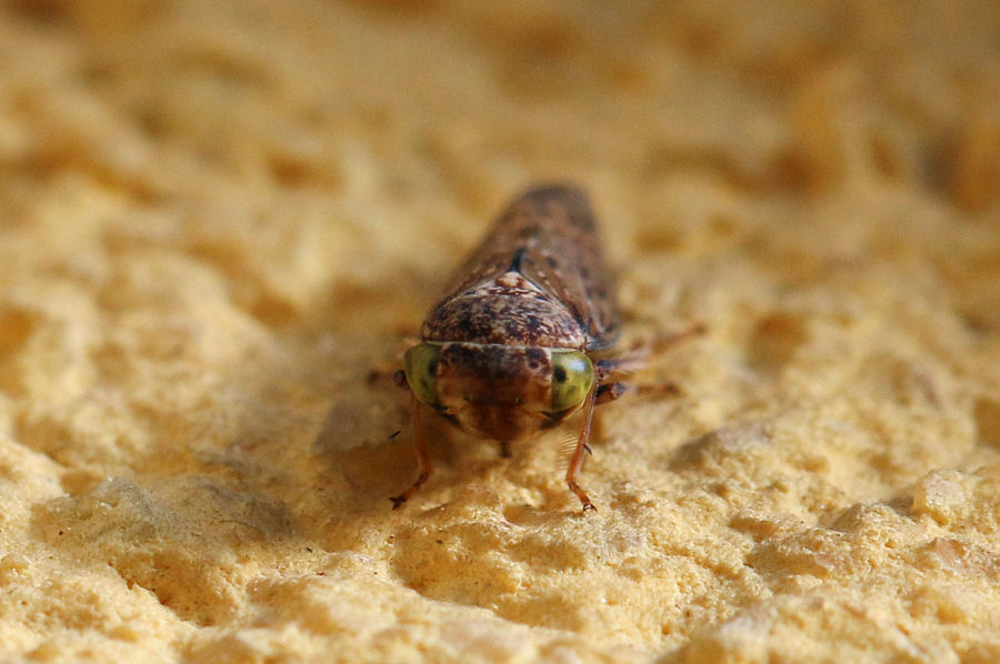 Cicadellidae Idiocerinae da id.