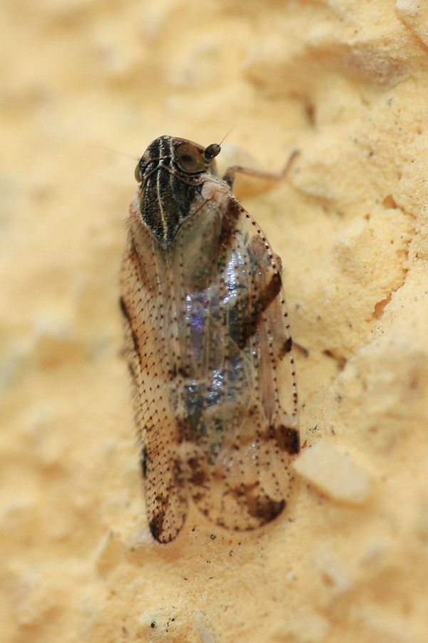 Cixiidae da id.